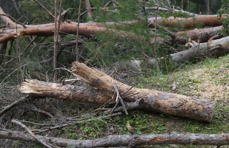 Režu oboljela stabla! Pogledajte kako izgleda 'ogoljeli' Marjan