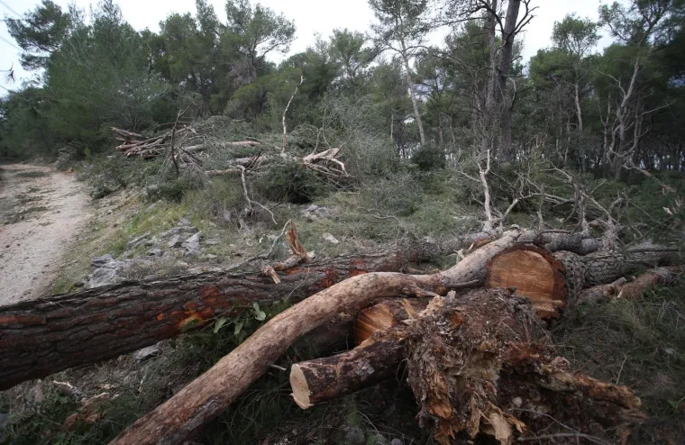 Režu oboljela stabla! Pogledajte kako izgleda 'ogoljeli' Marjan