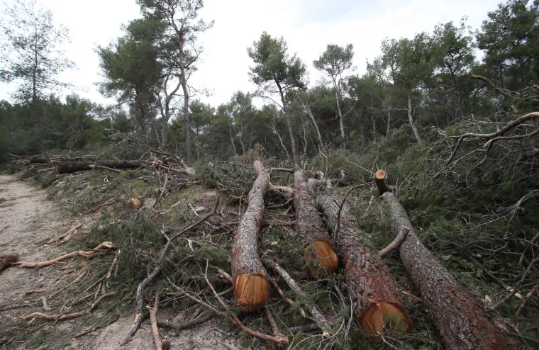 Režu oboljela stabla! Pogledajte kako izgleda 'ogoljeli' Marjan
