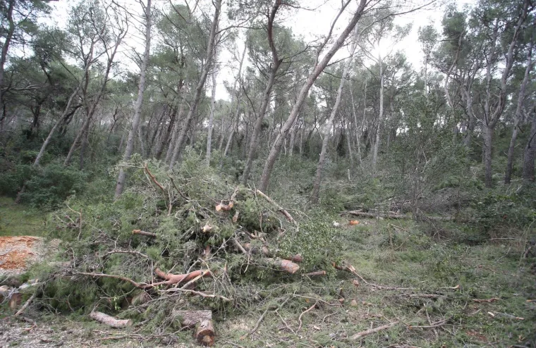 Režu oboljela stabla! Pogledajte kako izgleda 'ogoljeli' Marjan