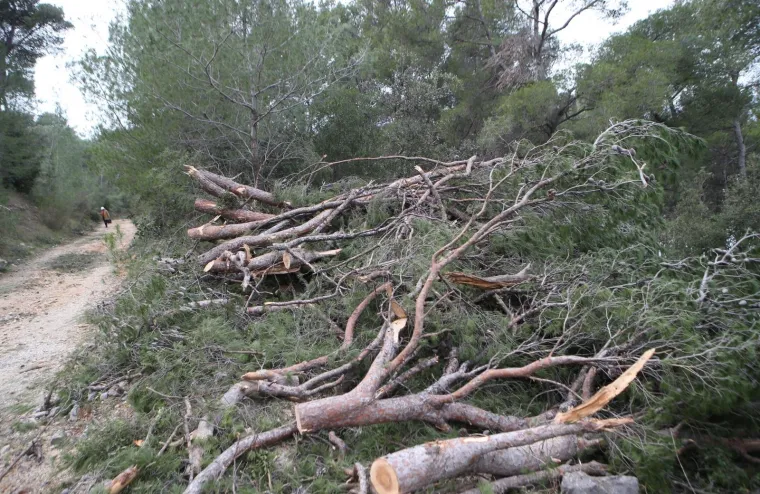 Režu oboljela stabla! Pogledajte kako izgleda 'ogoljeli' Marjan