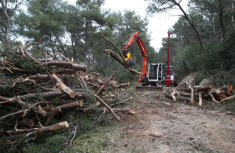 Režu oboljela stabla! Pogledajte kako izgleda 'ogoljeli' Marjan
