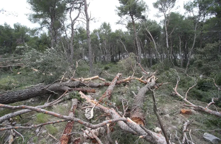 Režu oboljela stabla! Pogledajte kako izgleda 'ogoljeli' Marjan