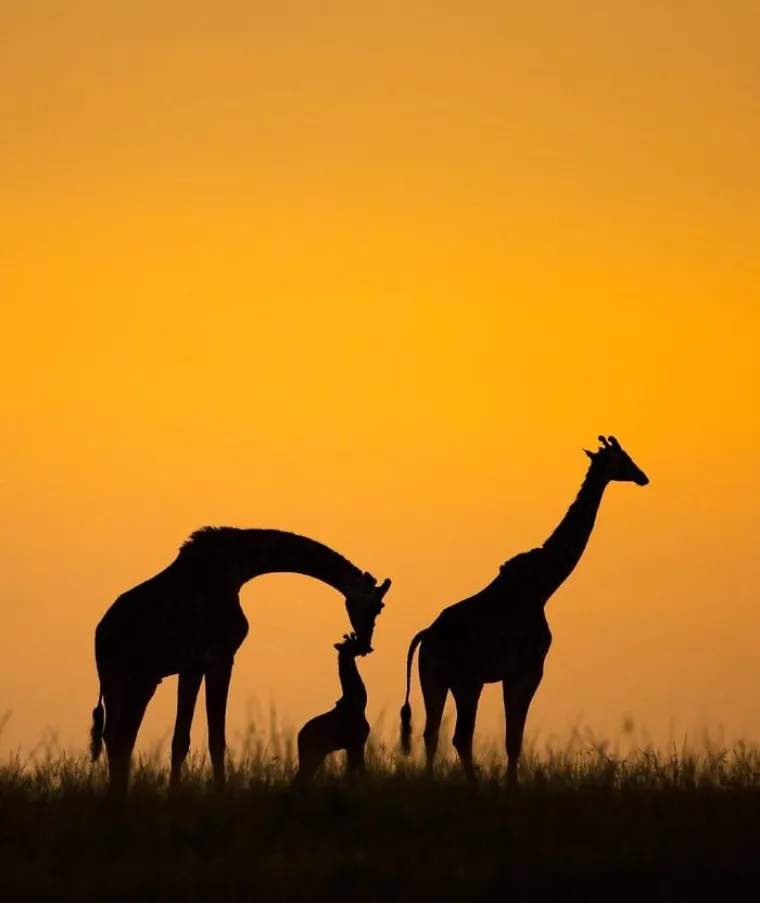 Ne možemo im se nadiviti: 5 najljep&scaron;ih fotografija National Geographica