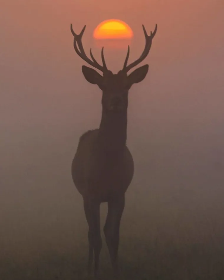 Ne možemo im se nadiviti: 5 najljep&scaron;ih fotografija National Geographica