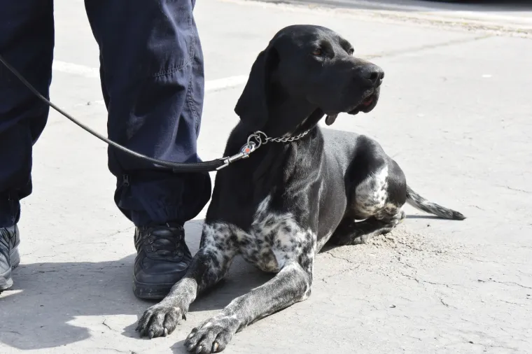 Najbolja njuška Hrvatske: Super njuhom švercere droge tjera u očaj!