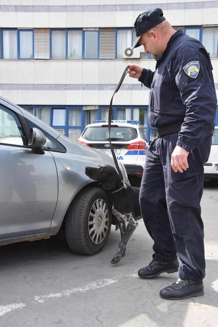 Najbolja nju&scaron;ka Hrvatske: Super njuhom &scaron;vercere droge tjera u očaj!
