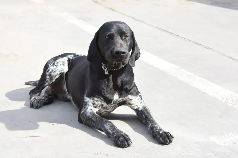 Najbolja nju&scaron;ka Hrvatske: Super njuhom &scaron;vercere droge tjera u očaj!