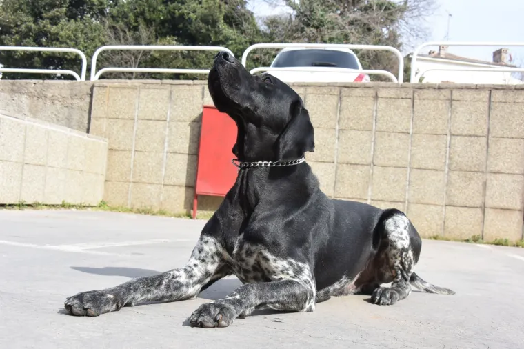 Najbolja nju&scaron;ka Hrvatske: Super njuhom &scaron;vercere droge tjera u očaj!