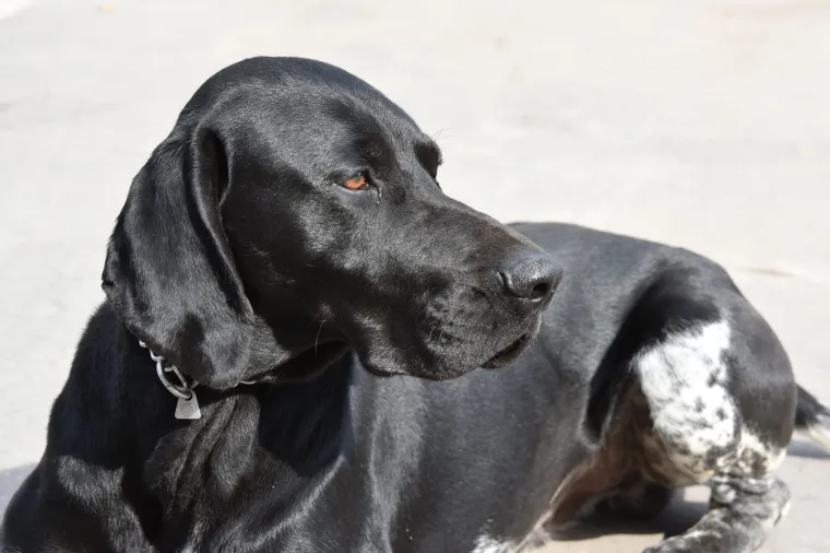 Najbolja nju&scaron;ka Hrvatske: Super njuhom &scaron;vercere droge tjera u očaj!