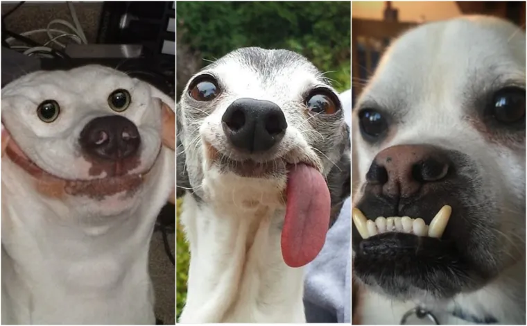 'Nema ih pet minuta, jesu li me ostavili?': 20 misli koje prolaze va&scaron;em psu kroz glavu