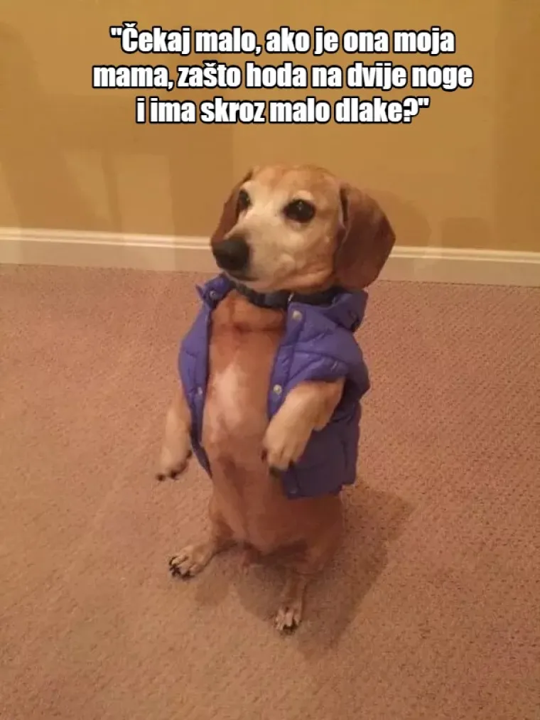 'Nema ih pet minuta, jesu li me ostavili?': 20 misli koje prolaze va&scaron;em psu kroz glavu