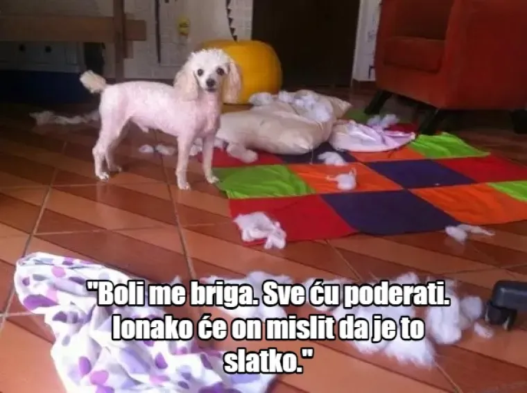 'Nema ih pet minuta, jesu li me ostavili?': 20 misli koje prolaze va&scaron;em psu kroz glavu