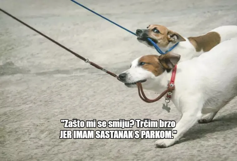 'Nema ih pet minuta, jesu li me ostavili?': 20 misli koje prolaze vašem psu kroz glavu