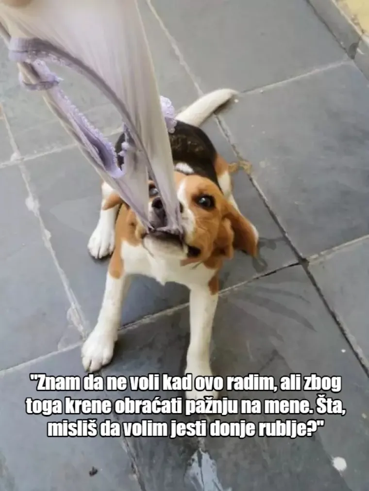 'Nema ih pet minuta, jesu li me ostavili?': 20 misli koje prolaze vašem psu kroz glavu