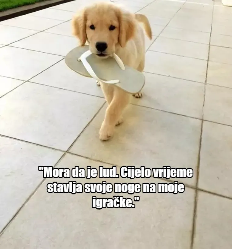 'Nema ih pet minuta, jesu li me ostavili?': 20 misli koje prolaze vašem psu kroz glavu