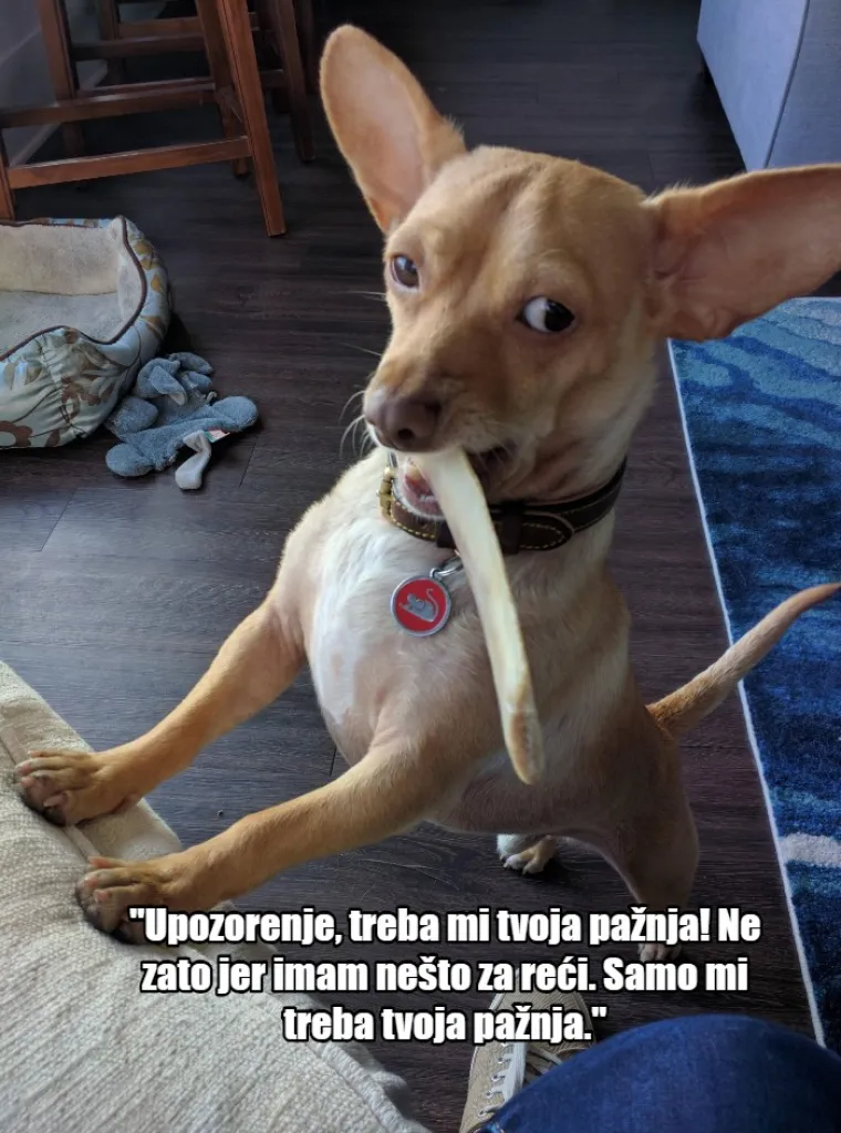 'Nema ih pet minuta, jesu li me ostavili?': 20 misli koje prolaze vašem psu kroz glavu