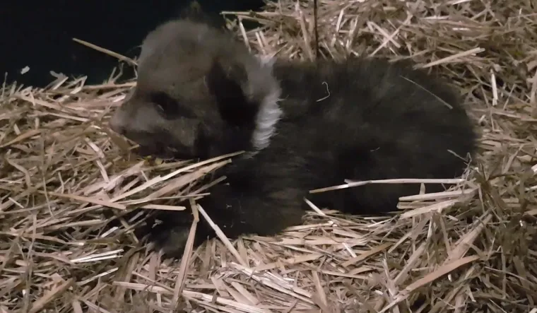 Pogledajte kako napreduje medvjeđe siroče - Matija: Ima vi&scaron;e od 4 kg, a trbu&scaron;čić mu nakon jela masiraju