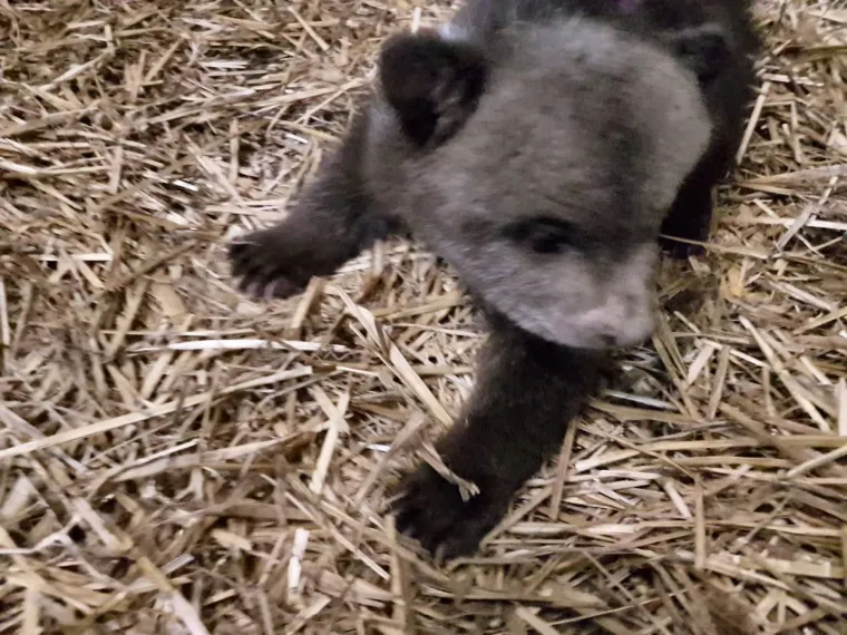 Pogledajte kako napreduje medvjeđe siroče - Matija: Ima vi&scaron;e od 4 kg, a trbu&scaron;čić mu nakon jela masiraju