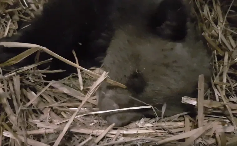 Pogledajte kako napreduje medvjeđe siroče - Matija: Ima vi&scaron;e od 4 kg, a trbu&scaron;čić mu nakon jela masiraju