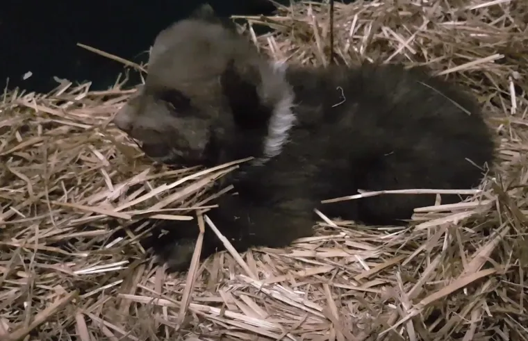 Pogledajte kako napreduje medvjeđe siroče - Matija: Ima vi&scaron;e od 4 kg, a trbu&scaron;čić mu nakon jela masiraju