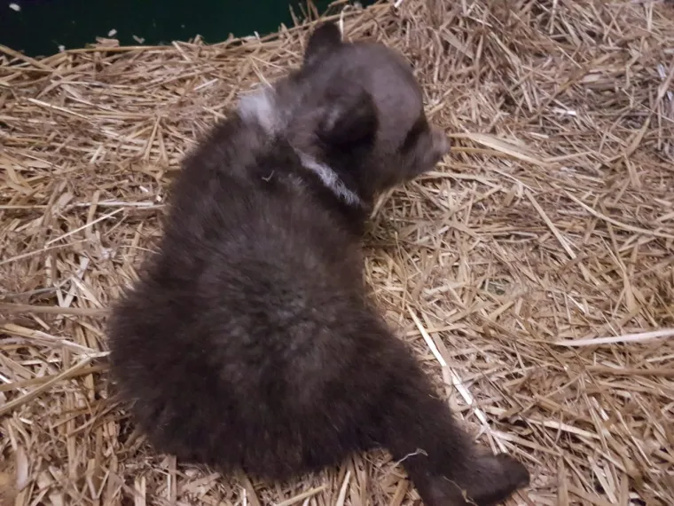 Pogledajte kako napreduje medvjeđe siroče - Matija: Ima vi&scaron;e od 4 kg, a trbu&scaron;čić mu nakon jela masiraju