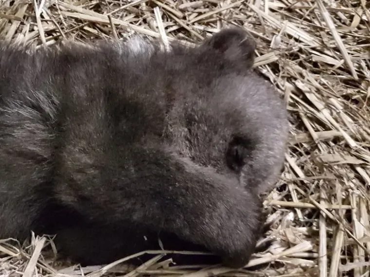 Pogledajte kako napreduje medvjeđe siroče - Matija: Ima vi&scaron;e od 4 kg, a trbu&scaron;čić mu nakon jela masiraju