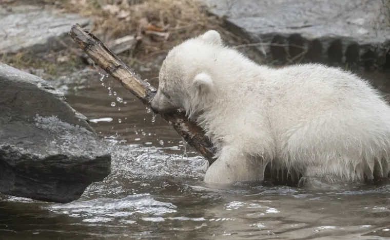 Najljep&scaron;i prizor danas! Polarni medvjedi se probudili iz zimskog sna pa krenuli s igrom