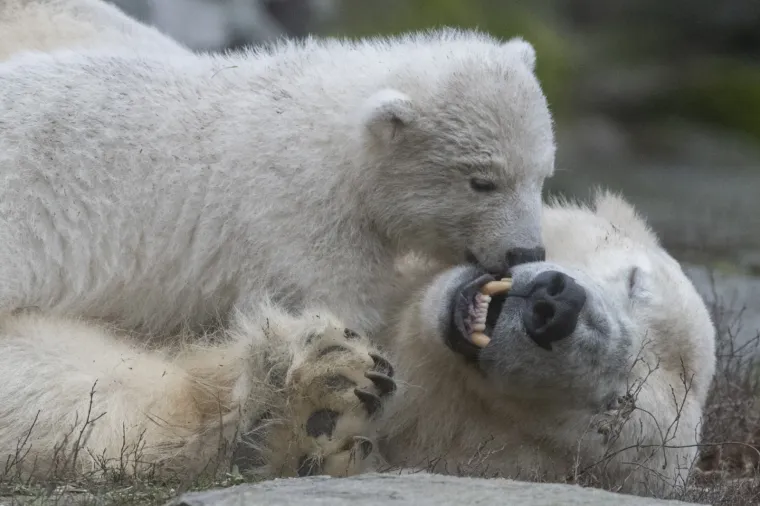 Najljep&scaron;i prizor danas! Polarni medvjedi se probudili iz zimskog sna pa krenuli s igrom