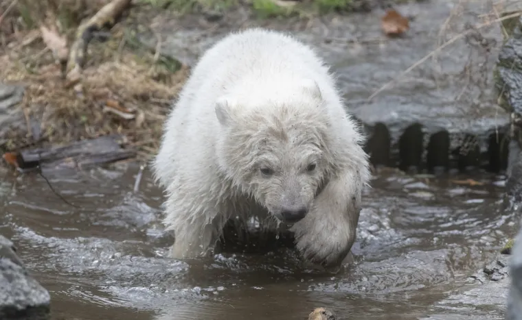 Najljep&scaron;i prizor danas! Polarni medvjedi se probudili iz zimskog sna pa krenuli s igrom
