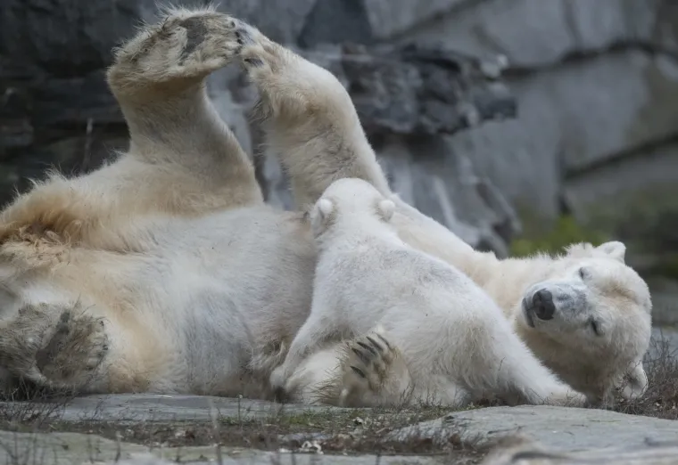 Najljep&scaron;i prizor danas! Polarni medvjedi se probudili iz zimskog sna pa krenuli s igrom