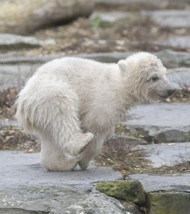 Najljep&scaron;i prizor danas! Polarni medvjedi se probudili iz zimskog sna pa krenuli s igrom
