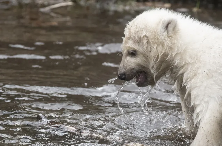 Najljep&scaron;i prizor danas! Polarni medvjedi se probudili iz zimskog sna pa krenuli s igrom
