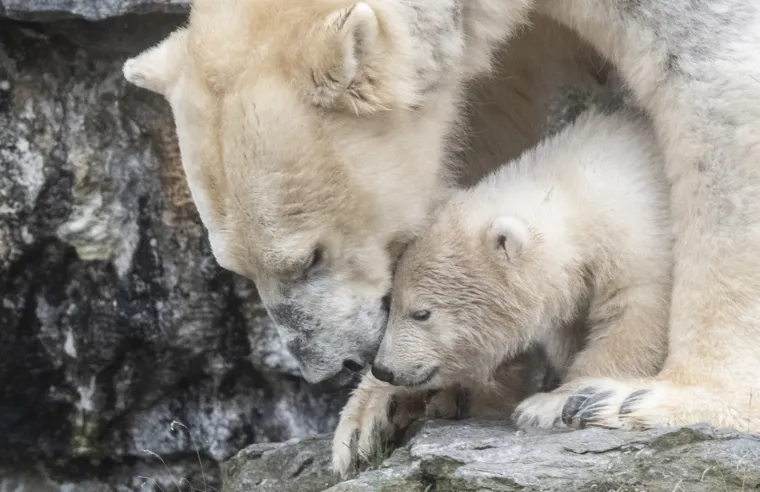 Najljep&scaron;i prizor danas! Polarni medvjedi se probudili iz zimskog sna pa krenuli s igrom