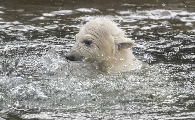 Najljep&scaron;i prizor danas! Polarni medvjedi se probudili iz zimskog sna pa krenuli s igrom