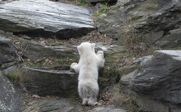 Najljep&scaron;i prizor danas! Polarni medvjedi se probudili iz zimskog sna pa krenuli s igrom