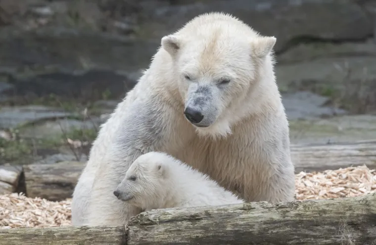 Najljep&scaron;i prizor danas! Polarni medvjedi se probudili iz zimskog sna pa krenuli s igrom