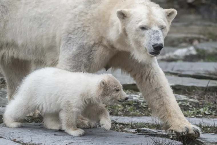 Najljep&scaron;i prizor danas! Polarni medvjedi se probudili iz zimskog sna pa krenuli s igrom