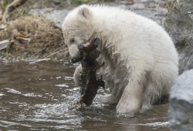 Najljep&scaron;i prizor danas! Polarni medvjedi se probudili iz zimskog sna pa krenuli s igrom