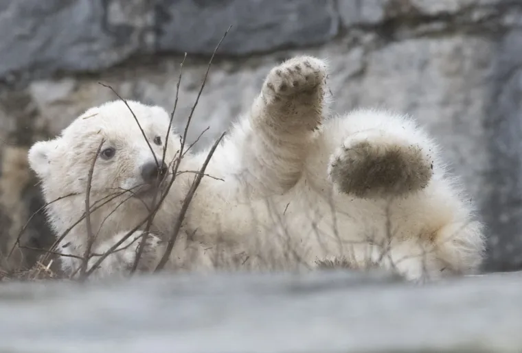 Najljep&scaron;i prizor danas! Polarni medvjedi se probudili iz zimskog sna pa krenuli s igrom