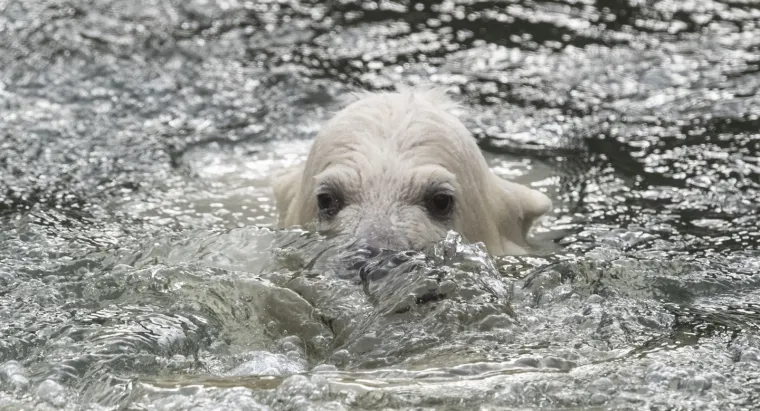 Najljep&scaron;i prizor danas! Polarni medvjedi se probudili iz zimskog sna pa krenuli s igrom