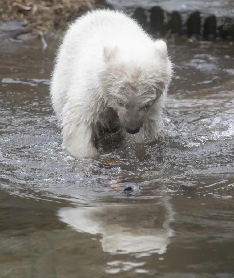 Najljep&scaron;i prizor danas! Polarni medvjedi se probudili iz zimskog sna pa krenuli s igrom