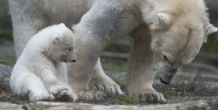 Najljep&scaron;i prizor danas! Polarni medvjedi se probudili iz zimskog sna pa krenuli s igrom