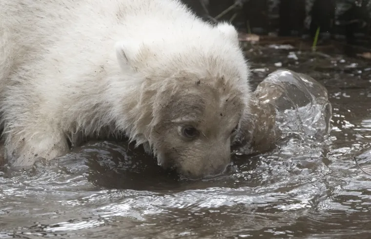 Najljep&scaron;i prizor danas! Polarni medvjedi se probudili iz zimskog sna pa krenuli s igrom