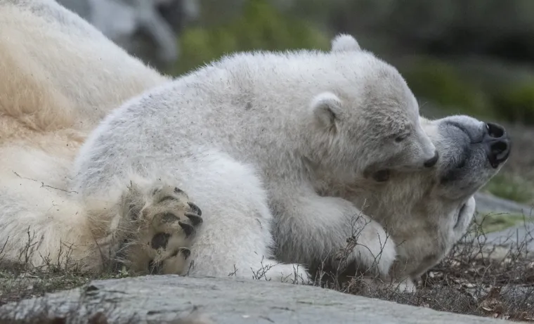Najljep&scaron;i prizor danas! Polarni medvjedi se probudili iz zimskog sna pa krenuli s igrom