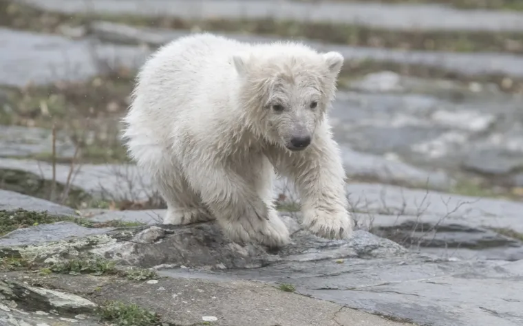 Najljep&scaron;i prizor danas! Polarni medvjedi se probudili iz zimskog sna pa krenuli s igrom