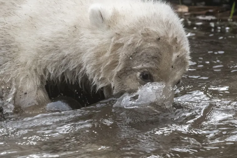 Najljep&scaron;i prizor danas! Polarni medvjedi se probudili iz zimskog sna pa krenuli s igrom