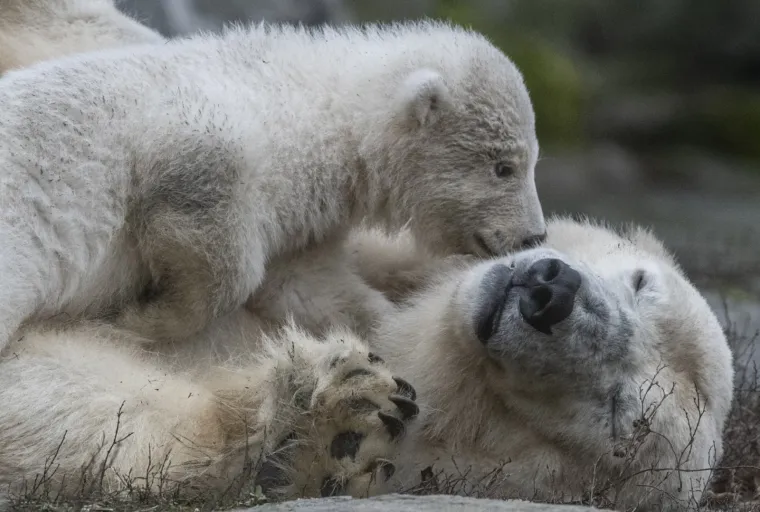 Najljep&scaron;i prizor danas! Polarni medvjedi se probudili iz zimskog sna pa krenuli s igrom