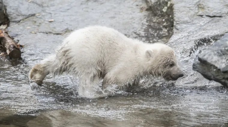 Najljep&scaron;i prizor danas! Polarni medvjedi se probudili iz zimskog sna pa krenuli s igrom