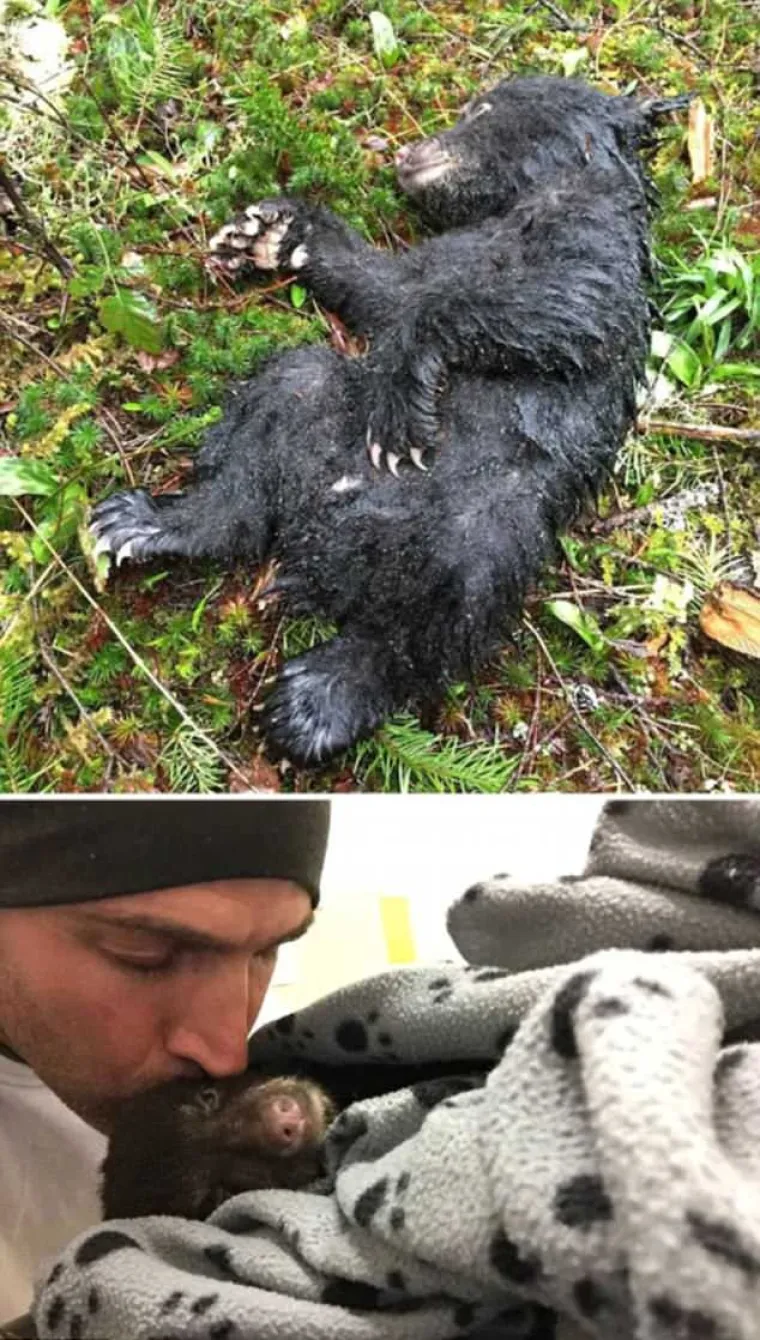 Ovaj je čovjek naletio na ozlijeđena medvjeda pa ga povezao doma kako bi se brinuo o njemu.